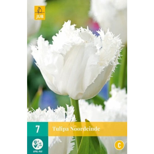 Karta - Tulipán - Noordeinde (7 cibulí) "C+"