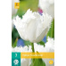 Karta - Tulipán - Noordeinde (7 cibulí) "C+"