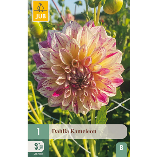 Karta - Jiřina KAMELEON (1 hlíza) "B+"