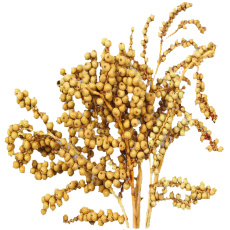 Dekorace - Canella cobs přírodní 250 g Dekorace - Canella cobs přírodní 250 g