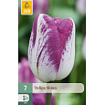 Karta - Tulipán - Shiun (7 cibulí) "C+"