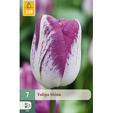 Karta - Tulipán - Shiun (7 cibulí) "C+"