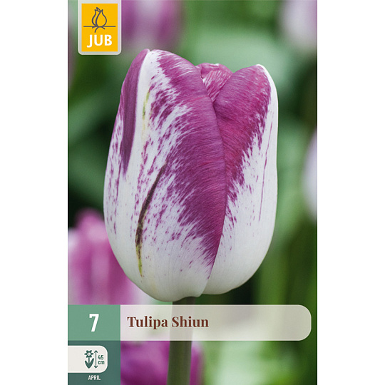 Karta - Tulipán - Shiun (7 cibulí) "C+"