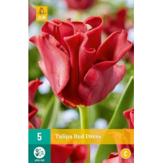 Karta - Tulipán - Red Dress (5 cibulí) "C" Karta - Tulipán - Red Dress (5 cibulí) "C"