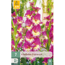 Karta - Mečík EXTRAVERT (7 cibulí) "B" Karta - Mečík EXTRAVERT (7 cibulí) "B"