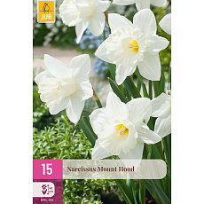Karta XXL - Narcis - Mount Hood (15 cibulí ) "E"