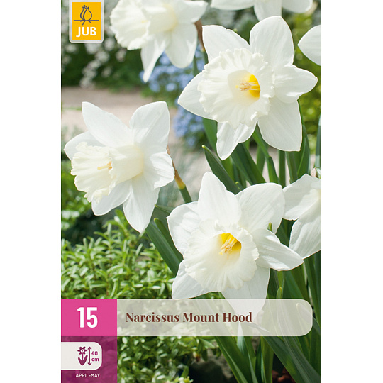 Karta XXL - Narcis - Mount Hood (15 cibulí ) "E"