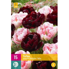 Karta XXL - Tulipán - Sweet Desire Mix (12 cibulí) "E+"