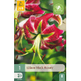 Karta - Lilie BLACK BEAUTY (1 cibule) "B"