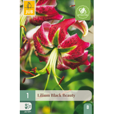 Karta - Lilie BLACK BEAUTY (1 cibule) "B"