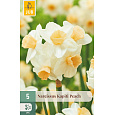 Karta - Narcis - Kapiti Peach (5 cibulí) "C+"