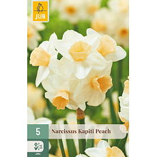 Karta - Narcis - Kapiti Peach (5 cibulí) "C+"