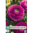 Karta - Pryskyřník Ranunculus PURPLE (10 cibulí) "A+"