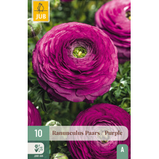 Karta - Pryskyřník Ranunculus PURPLE (10 cibulí) "A+"
