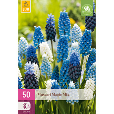 Karta XXL - Modřenec - Muscari Magic Mix (50 cibulí) "E"