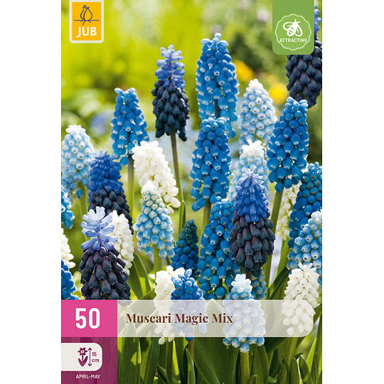Karta XXL - Modřenec - Muscari Magic Mix (50 cibulí) "E"