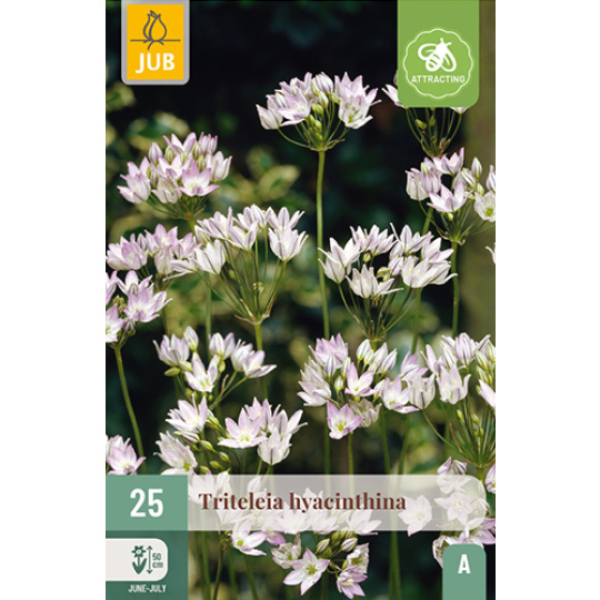 Karta - Triteleia HYACINTHINA  (25 cibulí) "A"