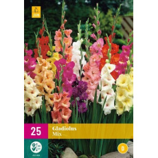 Karta XXL - Mečík MIX (25 cibulí) "D+"