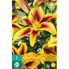 Karta - Lilie VIVA LA VIDA (1 cibule) "A+"