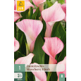 Karta - Kala (Kornoutice) Zantedeschia STRAWBERRY BLUSH (1 cibule) "B"
