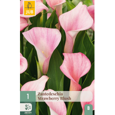 Karta - Kala (Kornoutice) Zantedeschia STRAWBERRY BLUSH (1 cibule) "B"