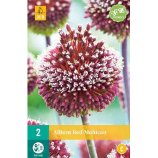 Karta - Česnek - Allium Red Mohican (2 cibule) "C" Karta - Česnek - Allium Red Mohican (2 cibule) "C"