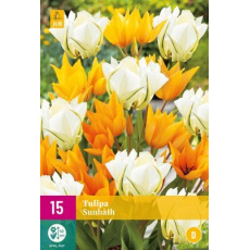 Karta XXL - Tulipán - Sunbath (15 cibulí) "D" Karta XXL - Tulipán - Sunbath (15 cibulí) "D"