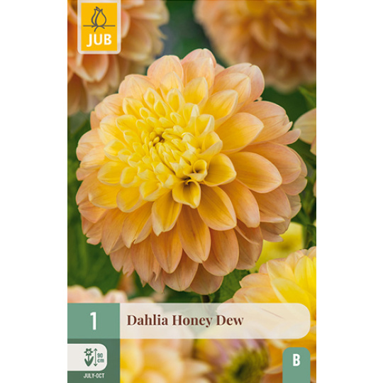 Karta - Jiřina HONEY DEW  (1 hlíza) "B+"