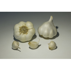 Česnek sadb. - Sabagold nepaličák bílý (50-60 mm) 8 palic /cena bez slev/ Česnek sadb. - Sabagold nepaličák bílý (50-60 mm) 8 palic /cena bez slev/