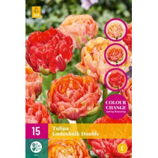 Karta XXL - Tulipán - Gudoshnik Double ( 12 cibulí) "E" Karta XXL - Tulipán - Gudoshnik Double ( 12 cibulí) "E"
