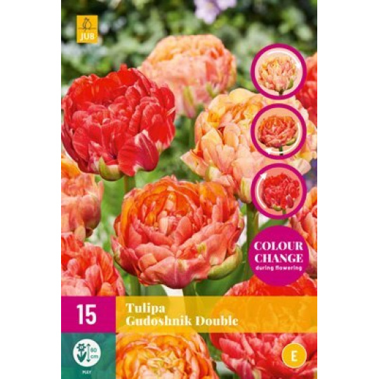 Karta XXL - Tulipán - Gudoshnik Double ( 12 cibulí) "E"