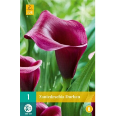 Karta - Kala (Kornoutice) Zantedeschia DURBAN (1 cibule) "B" Karta - Kala (Kornoutice) Zantedeschia DURBAN (1 cibule) "B"
