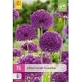 Karta XXL - Česnek - Allium Purple Sensation ( 15 cibulí ) "D"