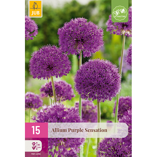 Karta XXL - Česnek - Allium Purple Sensation ( 15 cibulí ) "D"