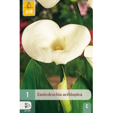 Karta - Kala (Kornoutice) Zantedeschia AETHIOPICA (1 cibule) "C+" Karta - Kala (Kornoutice) Zantedeschia AETHIOPICA (1 cibule) "C+"