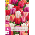 Karta XXL - Tulipán - Glowing With Pride (15 cibulí) "E"