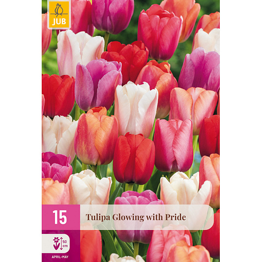 Karta XXL - Tulipán - Glowing With Pride (15 cibulí) "E"