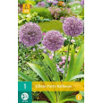 Karta - Česnek - Allium Party Balloons (1 cibule) "B+"
