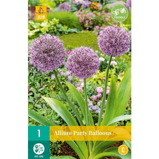 Karta - Česnek - Allium Party Balloons (1 cibule) "B+"