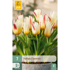 Karta - Tulipán - Floresta (7 cibulí) "C" Karta - Tulipán - Floresta (7 cibulí) "C"