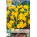 Karta - Narcis - Golden Bells (5 cibulí) "A"