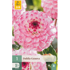 Karta - Jiřina GENOVA (1 hlíza) "B" Karta - Jiřina GENOVA (1 hlíza) "B"