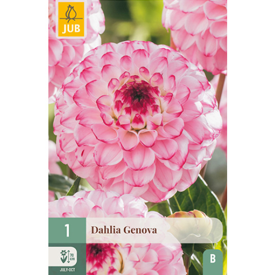 Karta - Jiřina GENOVA (1 hlíza) "B"