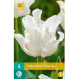 Karta - Tulipán - White Liberstar (5 cibulí) "C+"