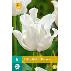 Karta - Tulipán - White Liberstar (5 cibulí) "C+" Karta - Tulipán - White Liberstar (5 cibulí) "C+"