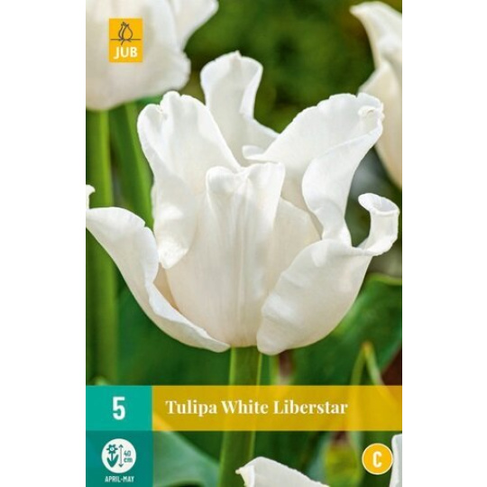 Karta - Tulipán - White Liberstar (5 cibulí) "C+"