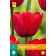 Karta - Tulipán - Ile de France (7 cibulí) "C+"