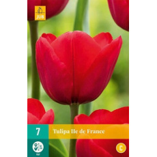 Karta - Tulipán - Ile de France (7 cibulí) "C+" Karta - Tulipán - Ile de France (7 cibulí) "C+"