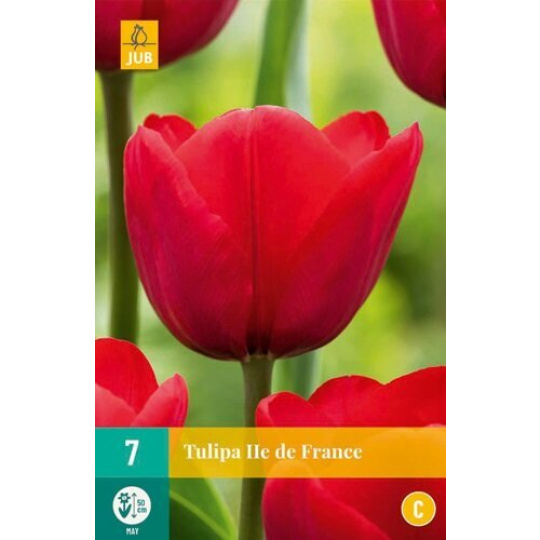 Karta - Tulipán - Ile de France (7 cibulí) "C+"
