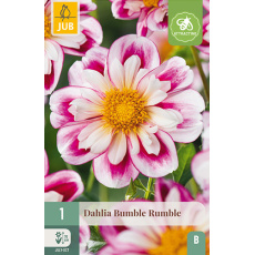 Karta - Jiřina BUMBLE RUMBLE (1 hlíza) "B+"